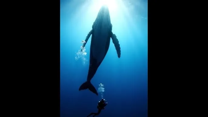 青丝影院免费观看电视剧策驰 - 深蓝星球：探索海洋深处的未知世界